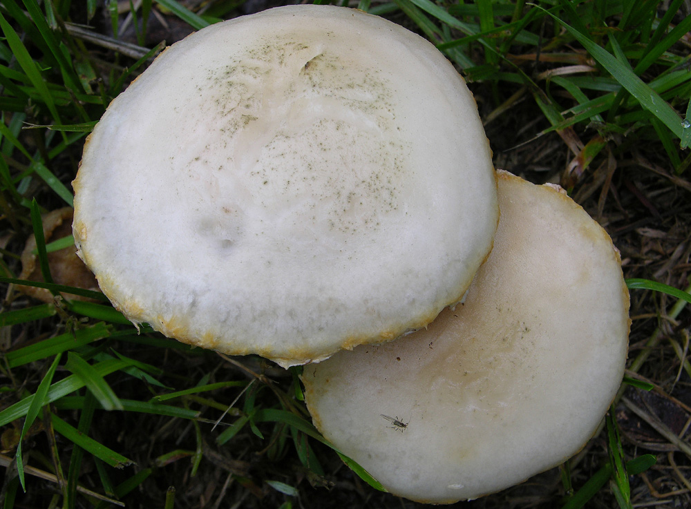 Agrocybe molesta(Lasch)Singer